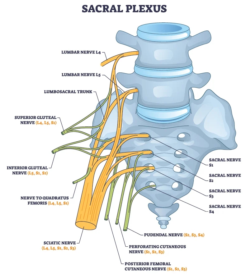 Sacral Plexus shutterstock WImZtayfQR9IYtKvVsBhXr29pMggNM