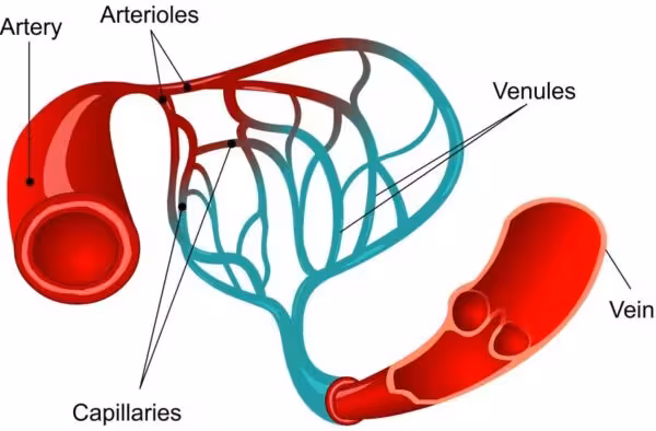 diagram of blood vessels