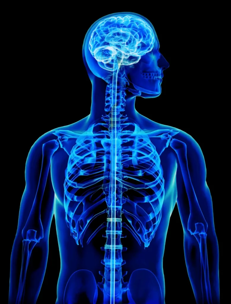 human anatomy illustration with brain and spinal c 2026 03 13 01 53 21 utc q4dtAdemUplf732bFPjYDq8tHl4efU